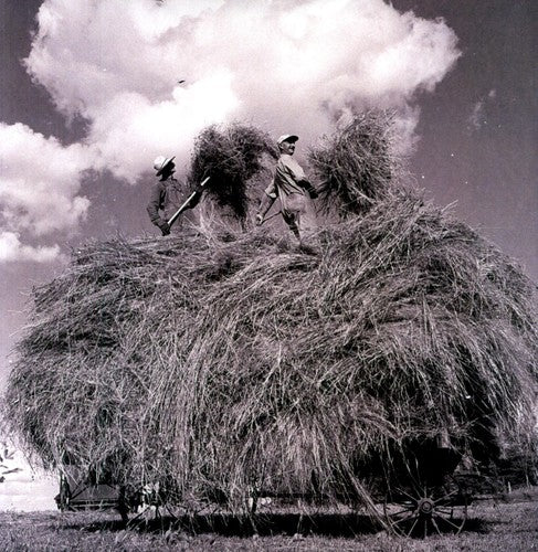 William Elliott Whitmore: Field Songs - VINYL LP