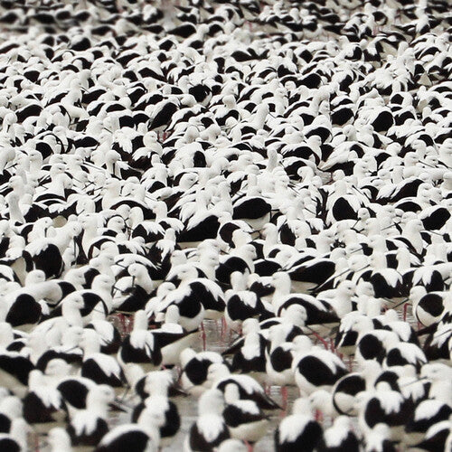 Stella Donnelly: Flood - Opaque Red - VINYL LP